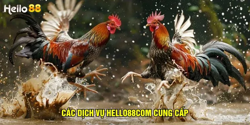 cac-dich-vu-hello88com-cung-cap