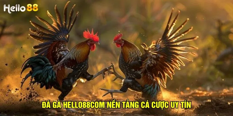 da-ga-hello88com-nen-tang-ca-cuoc-uy-tin