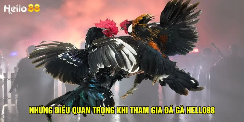 nhung-dieu-quan-trong-khi-tham-gia-da-ga-hello88